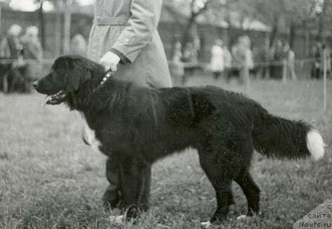 Фото: ньюфаундленд Santos (Сантос)