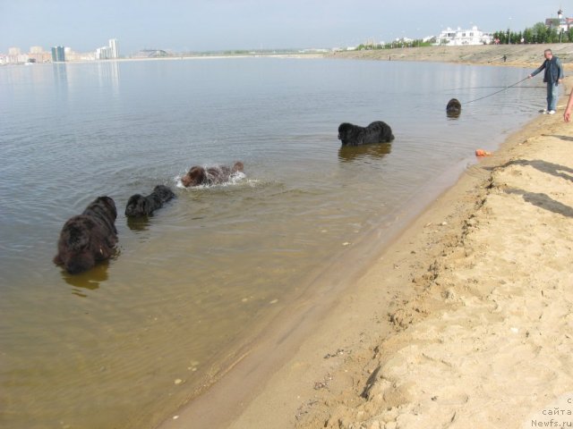 Фото: ньюфаундленд Aleksandriya Moya Radost' (Александрия Моя Радость), ньюфаундленд Lesnaja Skazka Korolevskiy Medved (Лесная Сказка Королевский Медведь), ньюфаундленд Andjel Viktorius (Анджел Викториус), ньюфаундленд Vein Vest, Viktor Vlas'ev (Виктор Власьев)