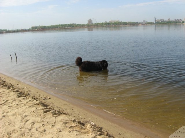 Фото: ньюфаундленд Aleksandriya Moya Radost' (Александрия Моя Радость)
