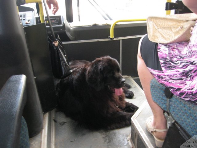 Фото: ньюфаундленд Aleksandriya Moya Radost' (Александрия Моя Радость)