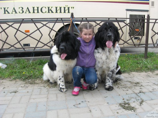 Фото: ньюфаундленд Threeponds Sunny Flower for Sent Djons, Наташа Будина, ньюфаундленд Sent Djons Peppi Dlinny Chulok (Сент Джонс Пеппи Длинный Чулок)