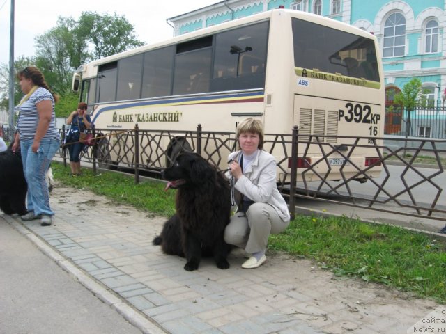 Фото: ньюфаундленд Aleksandriya Moya Radost' (Александрия Моя Радость), Ol'ga Budina (Ольга Будина)