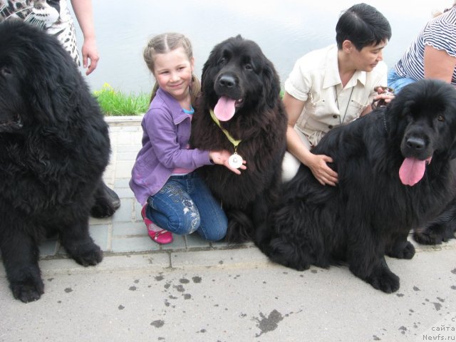 Фото: ньюфаундленд Andjel Viktorius (Анджел Викториус), Наташа Будина, ньюфаундленд Aleksandriya Moya Radost' (Александрия Моя Радость), Galiya Gizatullina (Галия Гизатуллина), ньюфаундленд Baryishnya (Барышня)