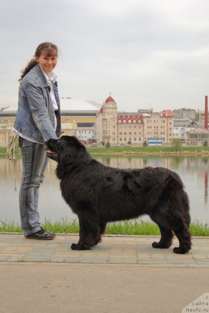 Фото: ньюфаундленд Imperatorskiy Kapriz Ikariya (Императорский Каприз Икария), Dar'ya Gusyinina (Дарья Гусынина)