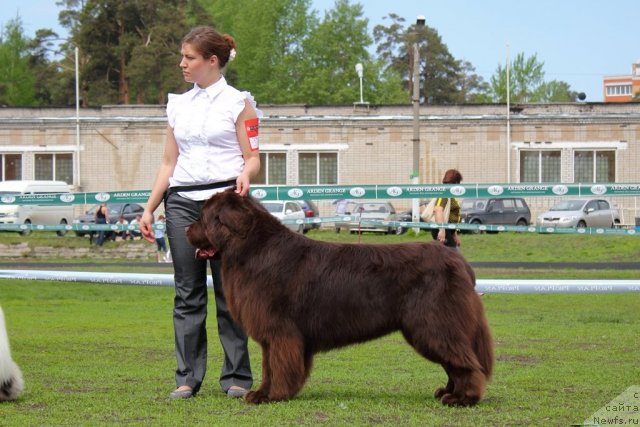 Фото: ньюфаундленд Lesnaja Skazka Korolevskiy Medved (Лесная Сказка Королевский Медведь), Svetlana Samarceva (Светлана Самарцева)
