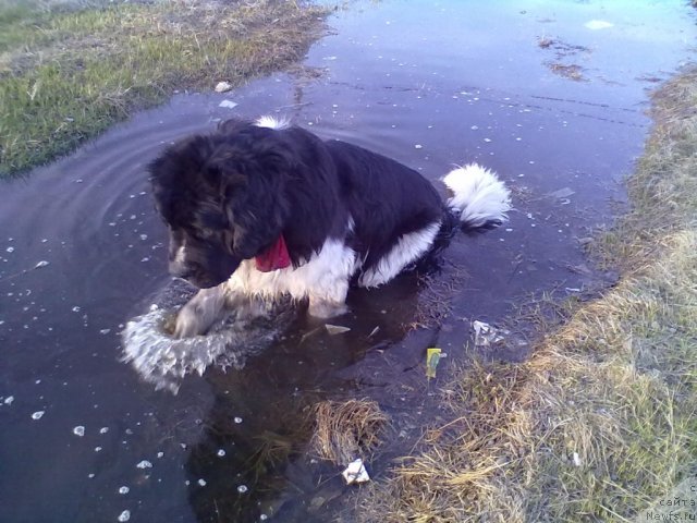 Фото: ньюфаундленд Otvajnyiy Ryicar' Ayvengo iz Tihogo Omuta (Отважный Рыцарь Айвенго из Тихого Омута)