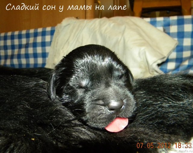 Фото: ньюфаундленд Malaya Medvedica iz Plemeni Kedra (Малая Медведица из Племени Кедра)