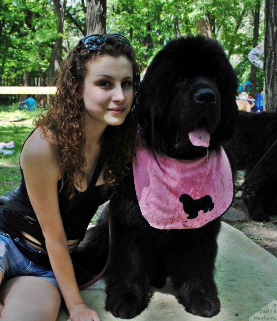 Фото: ньюфаундленд Sent Djons Ubertino (Сент Джонс Убертино), Ира