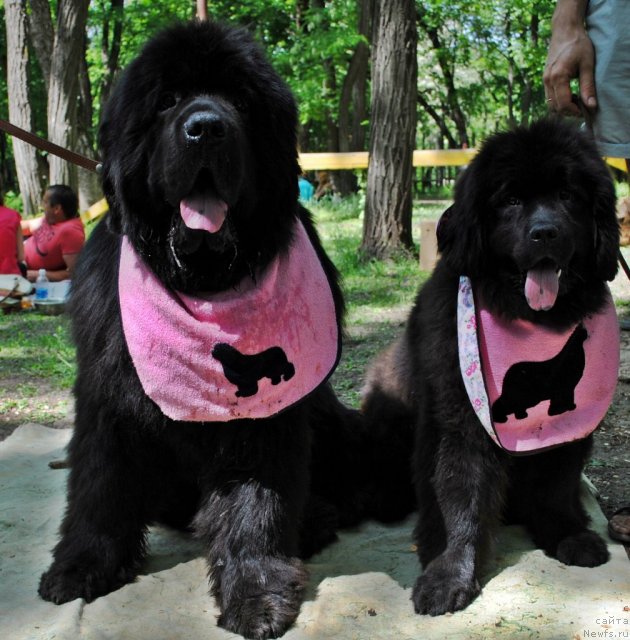 Фото: ньюфаундленд Sent Djons Ubertino (Сент Джонс Убертино), ньюфаундленд Demi Mur (Деми Мур)