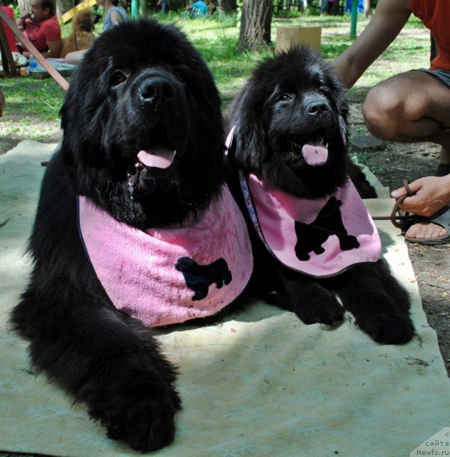 Фото: ньюфаундленд Sent Djons Ubertino (Сент Джонс Убертино), ньюфаундленд Demi Mur (Деми Мур)