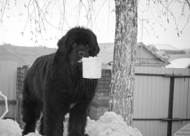 Фото: ньюфаундленд Ygan s Toyanova Gorodka (Юган с Тоянова Городка)