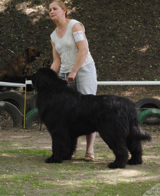 Фото: ньюфаундленд Sent Djons Ubertino (Сент Джонс Убертино), Elena Bobneva (Елена Бобнева)