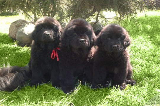 Фото: ньюфаундленд Taymles B'yuti (Таймлес Бьюти), ньюфаундленд Tujur Bel' (Тужур Бель), ньюфаундленд Trankil' Kuraj (Транкиль Кураж)