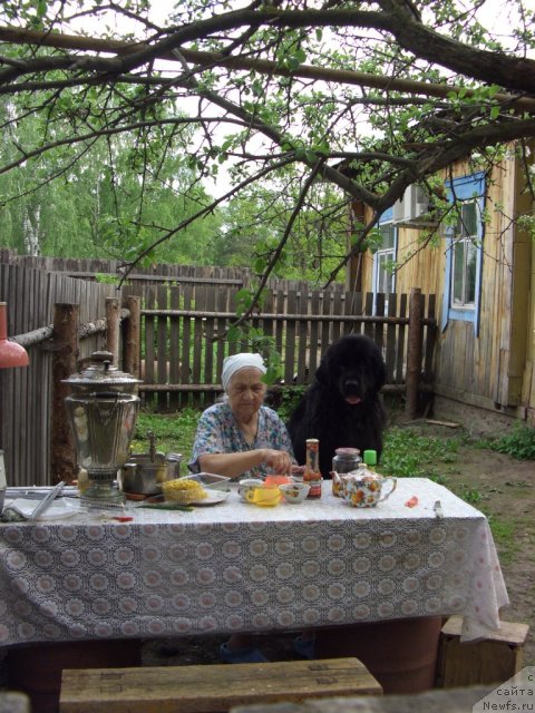 Фото: ньюфаундленд Baryishnya (Барышня)