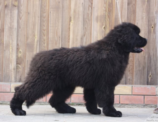 Фото: ньюфаундленд Aquatoriya Kelvin Undisputed Wins (Акватория Келвин Ундиспьютид Винс)