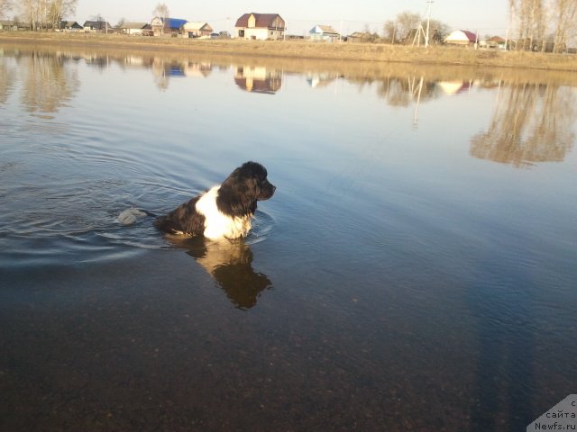 Фото: ньюфаундленд Otvajnyiy Ryicar' Ayvengo iz Tihogo Omuta (Отважный Рыцарь Айвенго из Тихого Омута)