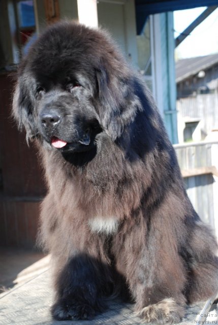 Фото: ньюфаундленд Beguschaya po Volnam Royal Flash (Бегущая по Волнам Роуал Флаш)