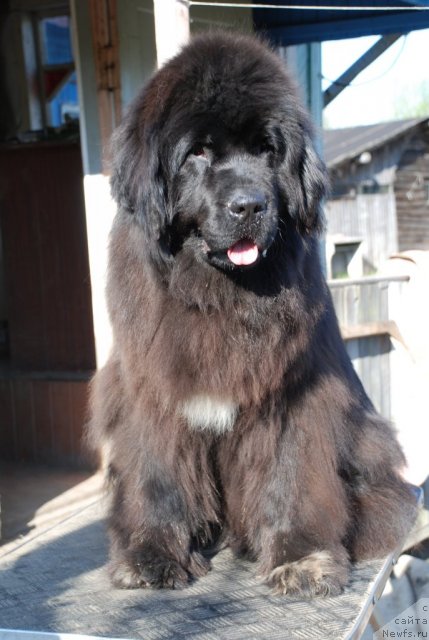 Фото: ньюфаундленд Beguschaya po Volnam Royal Flash (Бегущая по Волнам Роуал Флаш)