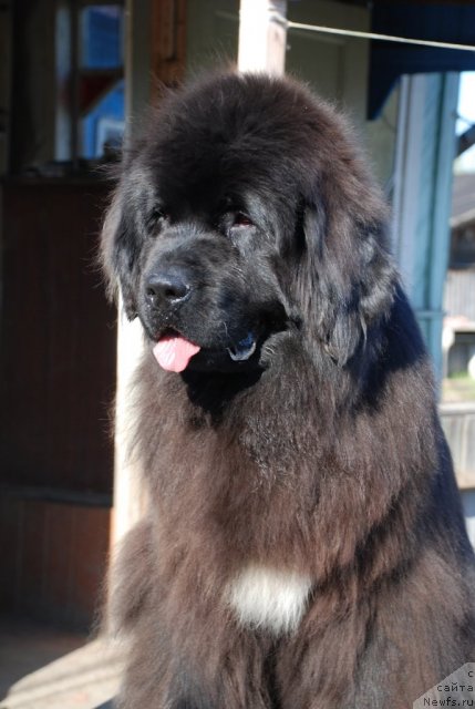 Фото: ньюфаундленд Beguschaya po Volnam Royal Flash (Бегущая по Волнам Роуал Флаш)