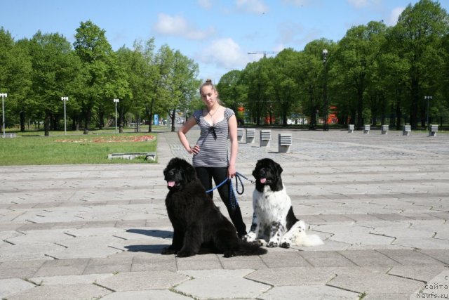 Фото: ньюфаундленд Sent Djons Handsel for Me (Сент Джонс Хендсел фо Ми), Анастасия, ньюфаундленд Akvian Song Zero Graviti (Аквиан Сонг Зеро Гравити)