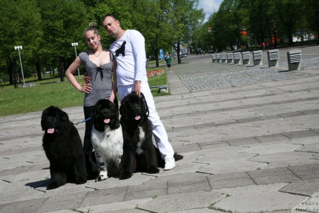 Фото: ньюфаундленд Sent Djons Handsel for Me (Сент Джонс Хендсел фо Ми), ньюфаундленд Love Me Tender Midnight Bear, ньюфаундленд Akvian Song Zero Graviti (Аквиан Сонг Зеро Гравити)