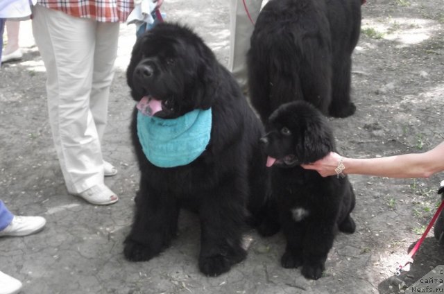 Фото: ньюфаундленд Charuyuschiy Chezario (Чарующий Чезарио)