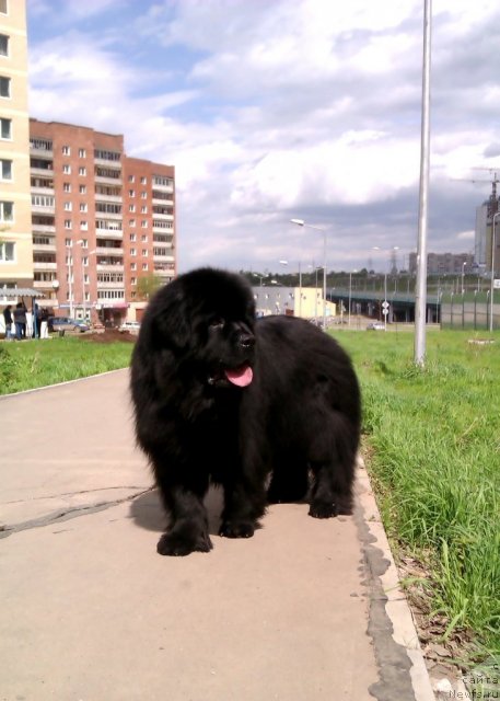 Фото: ньюфаундленд Ih Vyisochestvo Vladlena Madjiks (Их Высочество Владлена Маджикс)