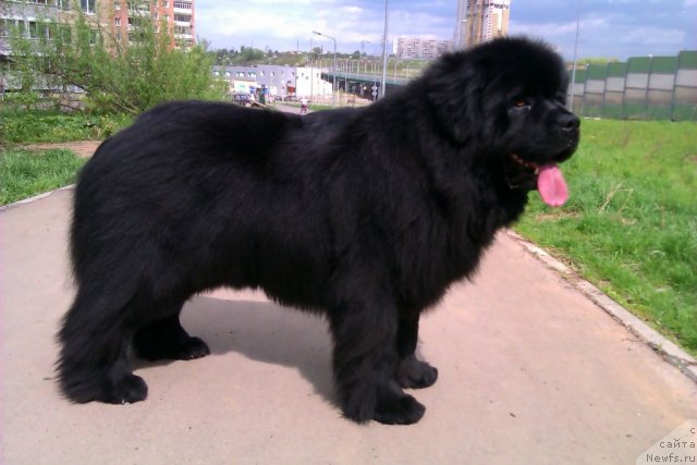 Фото: ньюфаундленд Ih Vyisochestvo Vladlena Madjiks (Их Высочество Владлена Маджикс)