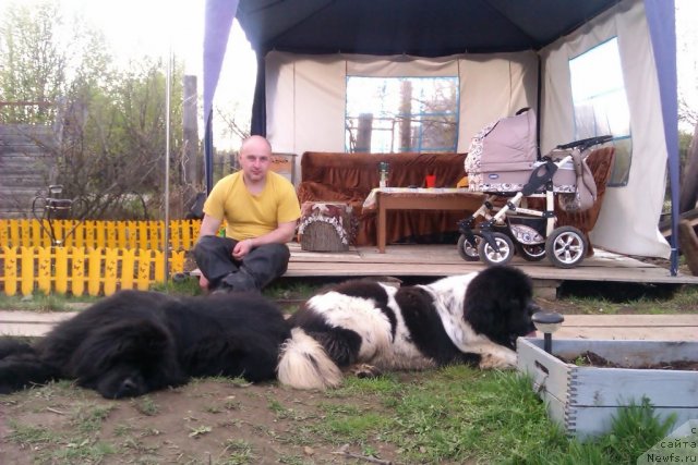 Фото: ньюфаундленд Ih Vyisochestvo Vladlena Madjiks (Их Высочество Владлена Маджикс), ньюфаундленд Super Bizon Ekaterinburg (Супер Бизон Екатеринбург), Aleksey Nistratov (Алексей Нистратов)