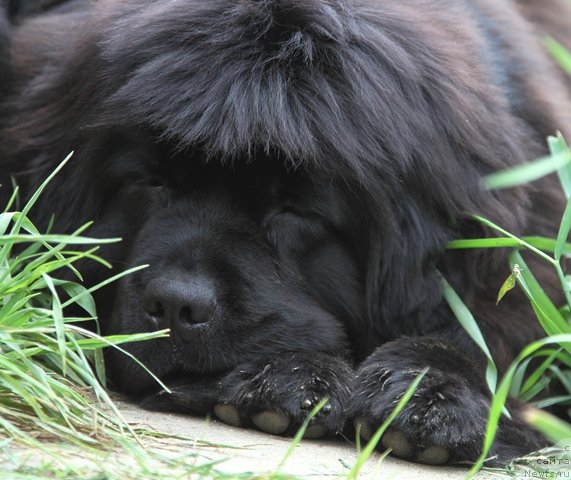 Фотография № 95746