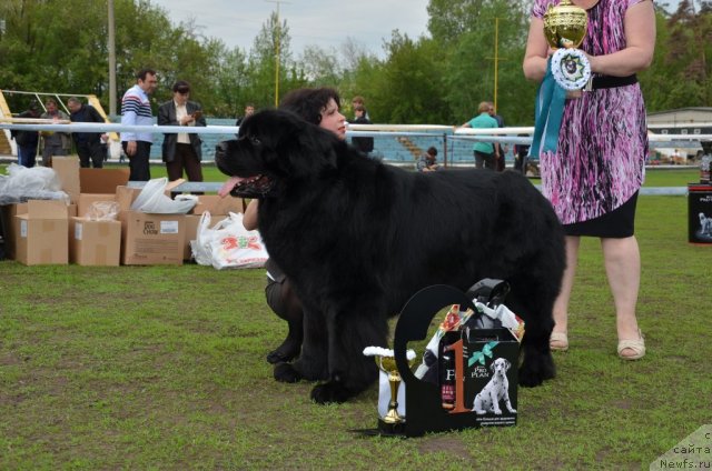 Фото: ньюфаундленд Lanselot Vialiki Miadzved (Ланцелот Вялiкi Мядзведзь)
