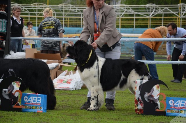 Фото: ньюфаундленд Threeponds Sunny Flower for Sent Djons