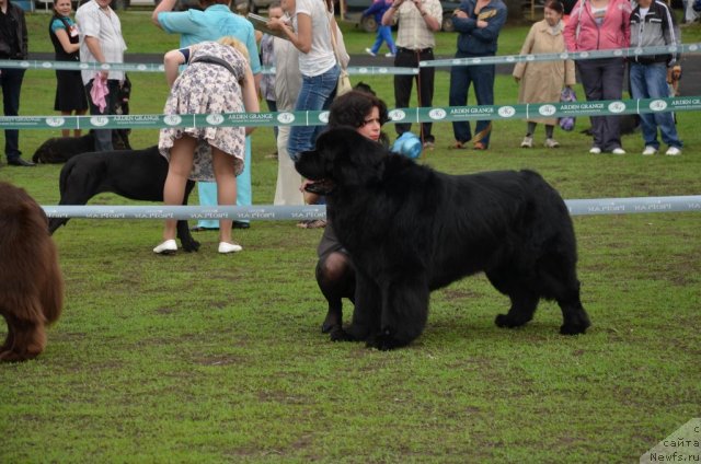 Фото: ньюфаундленд Lanselot Vialiki Miadzved (Ланцелот Вялiкi Мядзведзь)