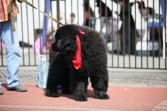 Фотография № 95769