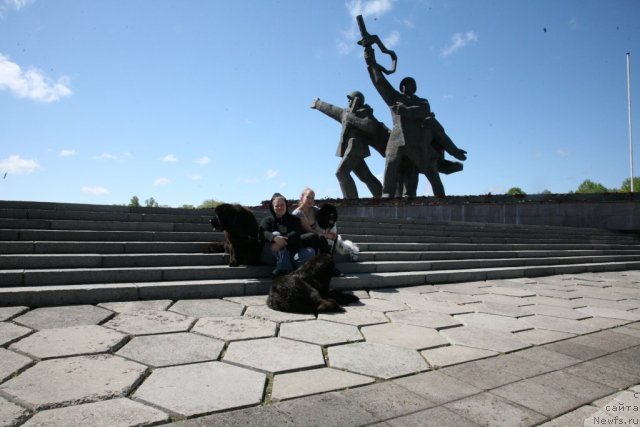 Фото: ньюфаундленд Sent Djons Handsel for Me (Сент Джонс Хендсел фо Ми), ньюфаундленд Love Me Tender Midnight Bear, ньюфаундленд Akvian Song Zero Graviti (Аквиан Сонг Зеро Гравити), Elena Rozenfel'd (Елена Розенфельд)