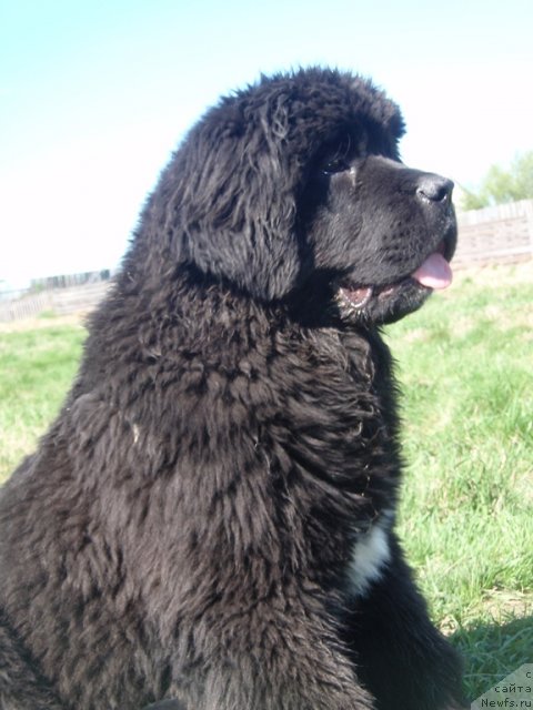 Фото: ньюфаундленд Blyek Diamond Agidel' ot Potapa Uvertyura (Блэк Диамонд Агидель от Потапа Увертюра)