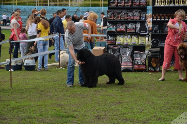Фото: ньюфаундленд Ih Vyisochestvo Valensiya Vud (Их Высочество Валенсия Вуд)