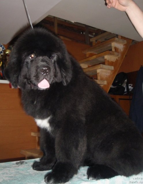 Фото: ньюфаундленд Blyek Diamond Agidel' ot Potapa Uvertyura (Блэк Диамонд Агидель от Потапа Увертюра)