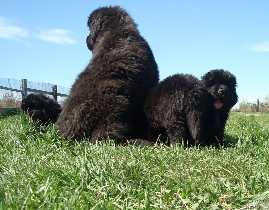 Фото: ньюфаундленд Blyek Diamond Agidel' ot Potapa Uvertyura (Блэк Диамонд Агидель от Потапа Увертюра)