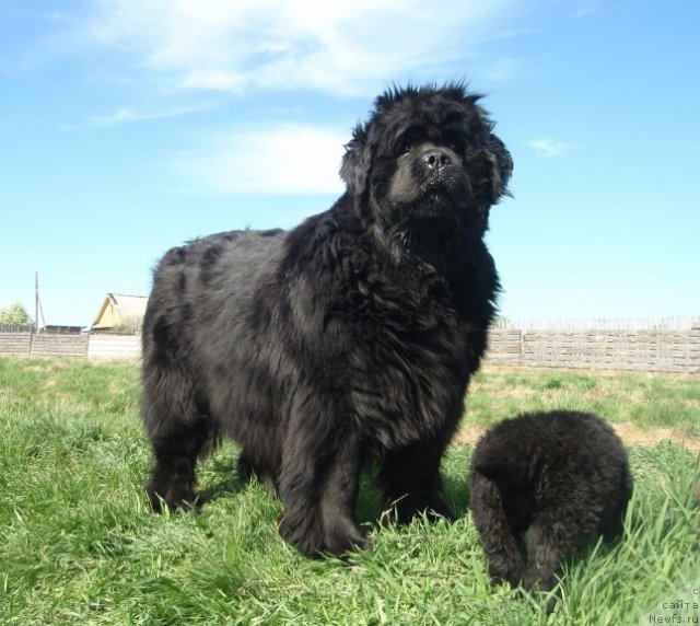 Фото: ньюфаундленд Severtan Rojdennaya Legendoy (Севертан Рожденная Легендой)