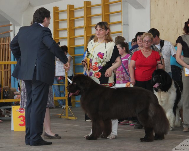 Фото: ньюфаундленд Obush SHed YAntarnyiy Poceluy (Обуш Шед Янтарный Поцелуй)
