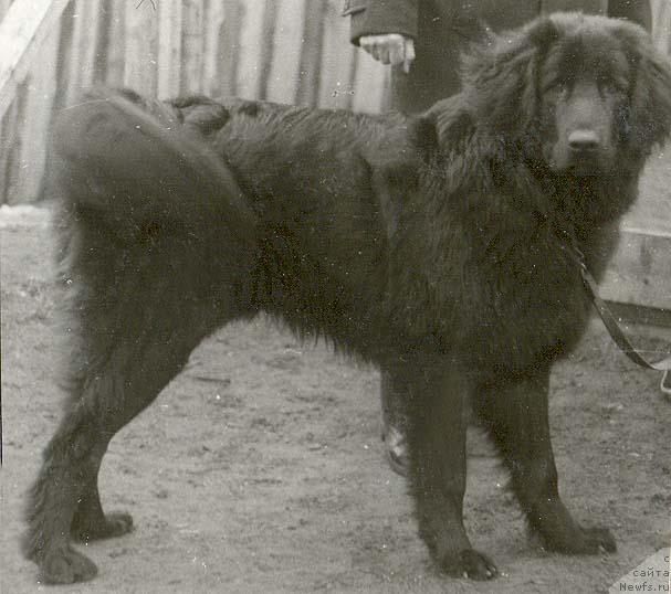 Фото: ньюфаундленд Sabur (Сабур)
