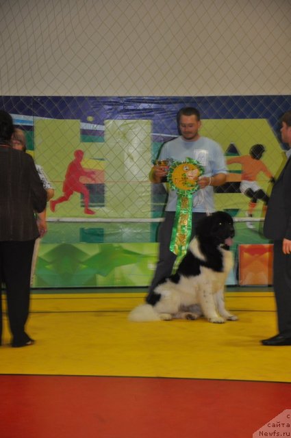 Фото: ньюфаундленд Leonardo San-Marino (Леонардо Сан-Марино), Lyudmila Terent'eva (Людмила Терентьева)