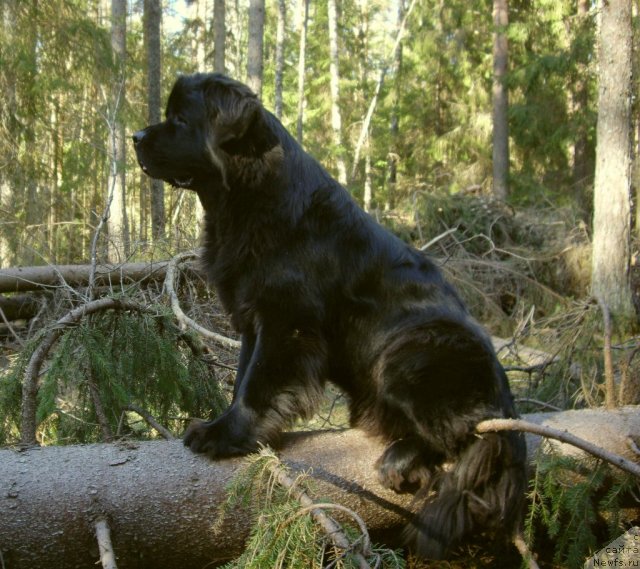 Фото: ньюфаундленд Aquatoriya Kelvin Kadril (Акватория Келвин Кадриль)