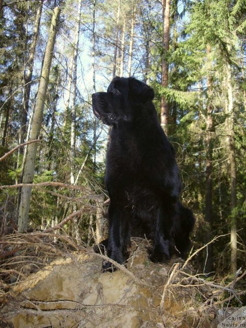 Фото: ньюфаундленд Aquatoriya Kelvin Kadril (Акватория Келвин Кадриль)