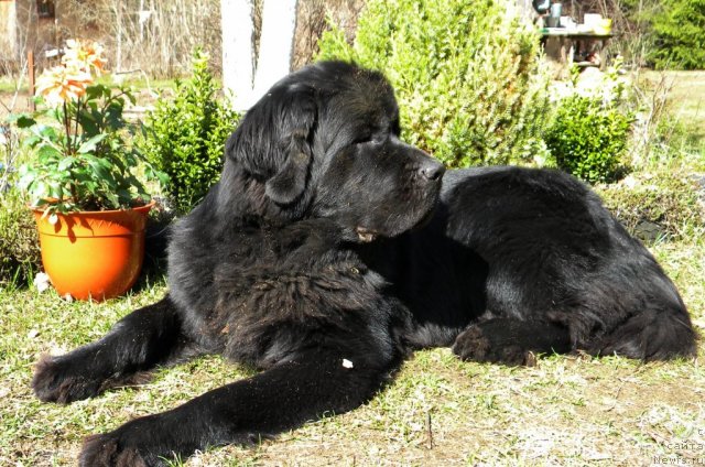 Фото: ньюфаундленд Aquatoriya Kelvin Kadril (Акватория Келвин Кадриль)