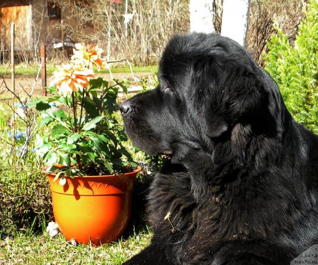 Фото: ньюфаундленд Aquatoriya Kelvin Kadril (Акватория Келвин Кадриль)