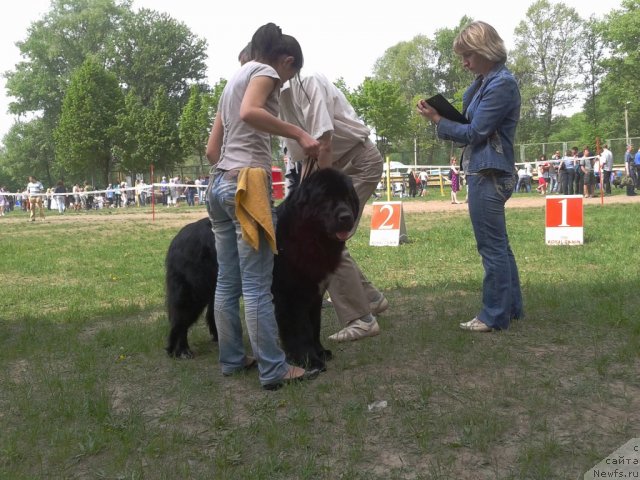 Фото: ньюфаундленд Leslley-Sia Flover (Лесли-Сиа Фловер)