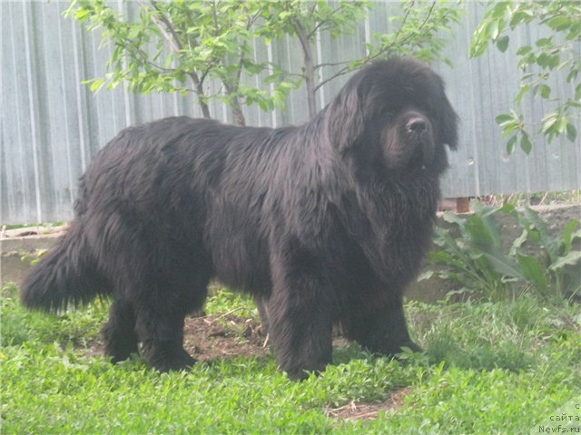 Фото: ньюфаундленд YA Krepkiy Oreshek ot Marleon Dusvik (Я Крепкий Орешек от Марлеон Дусвик)