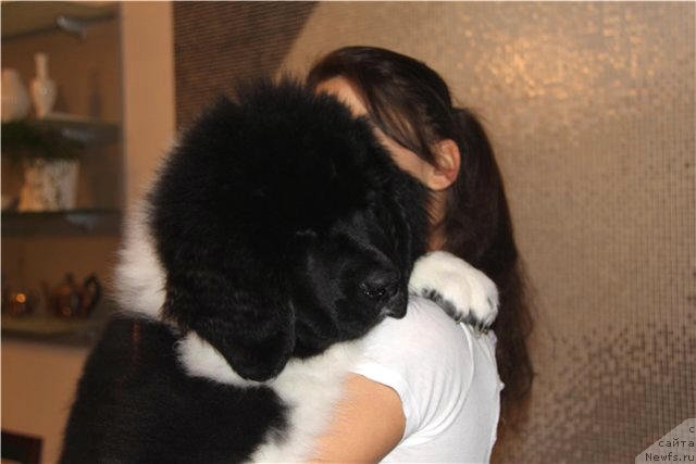 Фото: ньюфаундленд CHernyiy SHarm Vellington (Черный Шарм Веллингтон)